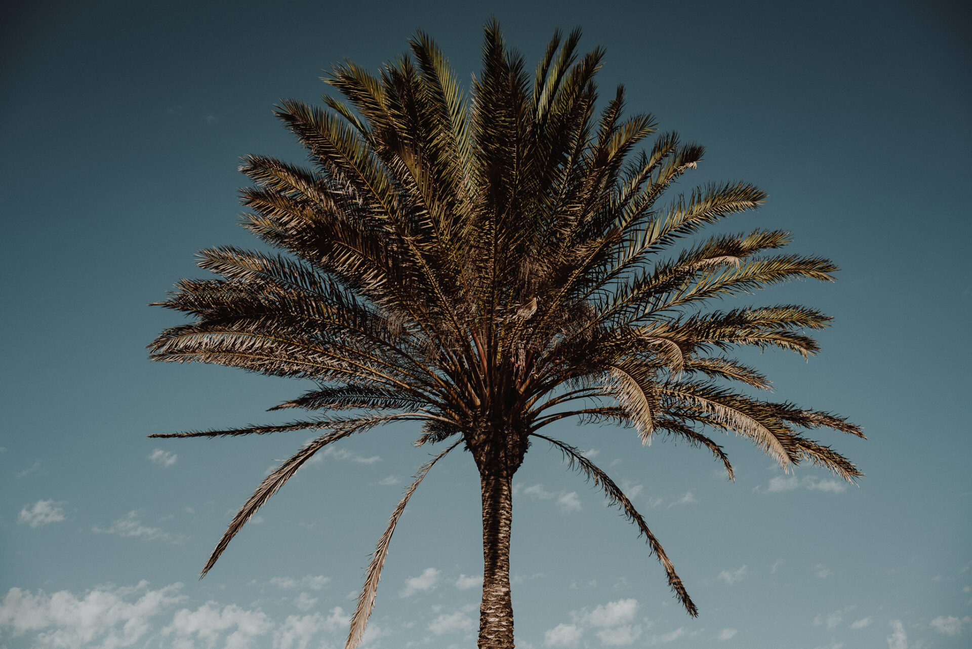 Fuerteventura Vibe Poster - Palm tree